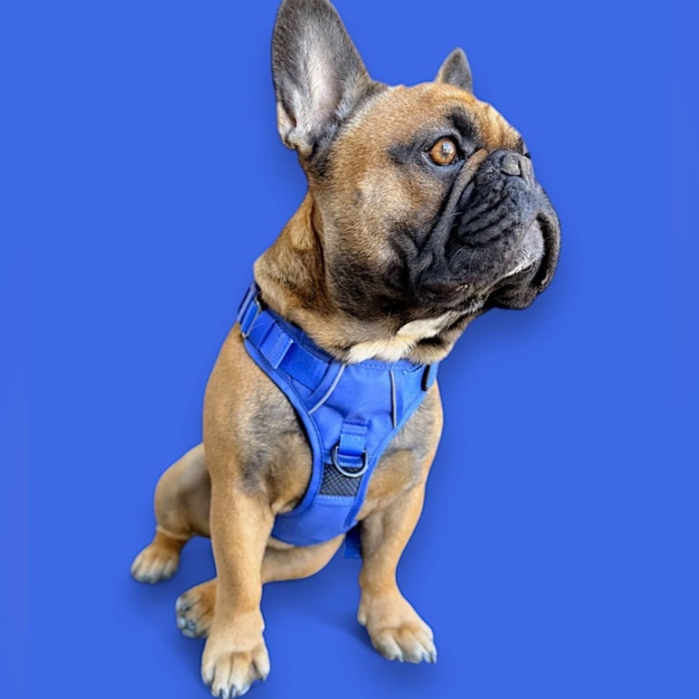 🦋B2G1🦋BEAST & BUCKLE Blue No Pull Harness & Leash Set | SMALL | - Picture 5 of 12